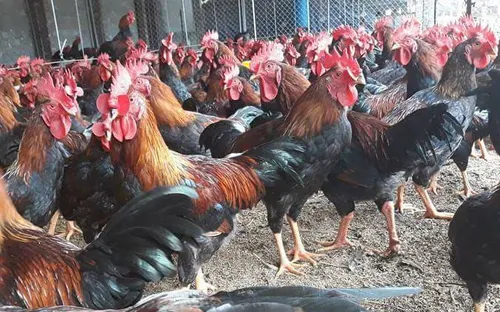 Người nông dân chú ý: dịch cúm gia cầm đang có dấu hiệu bùng phát