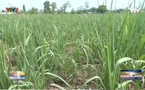 Trà Vinh: Người dân bỏ mía chuyển sang cây trồng khác