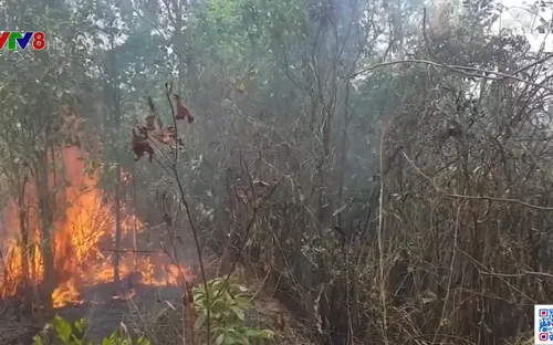 Quảng Trị: Nguy cơ cháy rừng trong thời điểm nắng nóng kéo dài