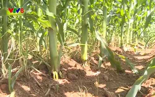 Bình Định: Chuyển đổi cây trồng vùng khô hạn