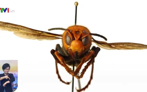 Ong bắp cày "sát thủ" xuất hiện bất thường tại Mỹ