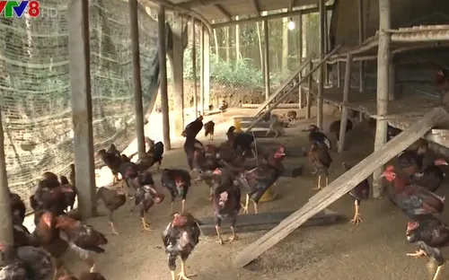 Quảng Ngãi: Nhóm hộ sản xuất và hiệu quả giảm nghèo bền vững