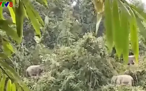 Thách thức công tác bảo tồn voi