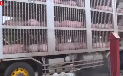 Quảng Trị triển khai nhiều giải pháp nhập khẩu lợn chính ngạch