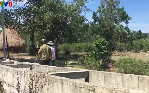 Hàng trăm hộ dân chịu hạn ngay cạnh hồ chứa nước Phú Ninh