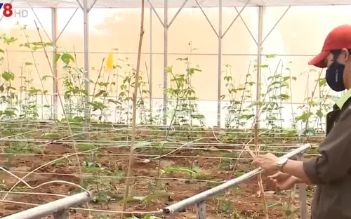 Tỉnh Gia Lai phê duyệt 16 dự án đầu tư gần 1000 tỷ đồng