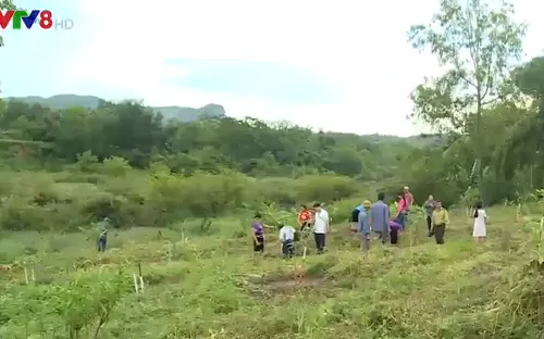 Nghệ An trồng rừng chống sa mạc hóa