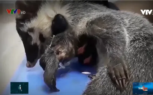 Tiếng kêu cứu của động vật hoang dã