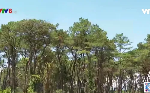 Quảng Ngãi khó hoàn thành kế hoạch trồng rừng gỗ lớn