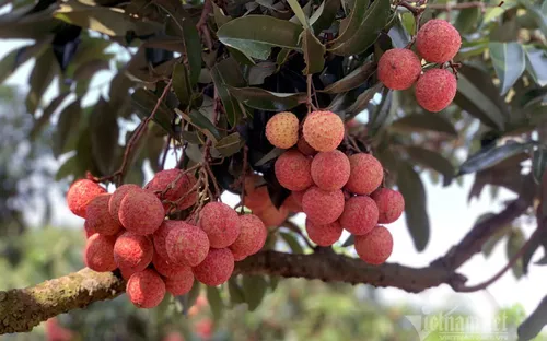 Bí mật đằng sau quả vải đắt đỏ nhất Việt Nam