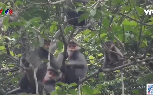 Báu vật thiên nhiên