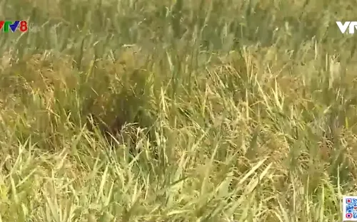 Quảng Bình hơn 8.600 ha lúa tái sinh bị thiệt hại