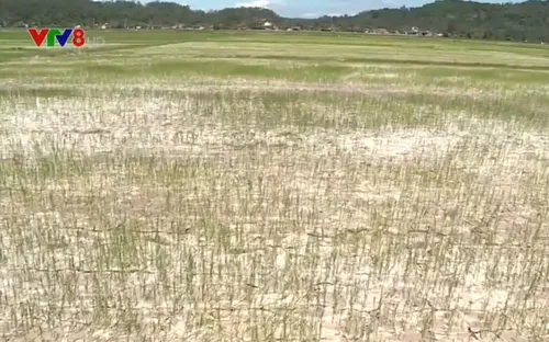 Hà Tĩnh: Nắng nóng gay gắt ảnh hưởng đến sản xuất nông nghiệp