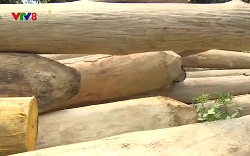 Nóng tình trạng khai thác gỗ trái phép tại Hà Tĩnh