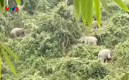 Voi rừng liên tục xuất hiện tại Quảng Nam