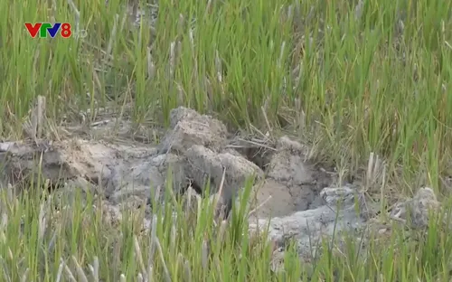 Bỏ hoang đất sản xuất vì nắng hạn