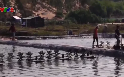 Phú Yên: Tăng cường phòng chống dịch bệnh trên tôm nuôi nước lợ
