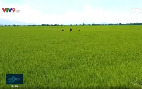 Ninh Thuận: Canh tác vùng khô hạn - giãn vụ để tăng thu nhập