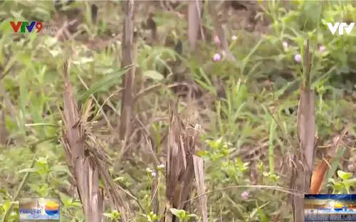 Nghịch lý bỏ hoang ruộng mía sau khô hạn