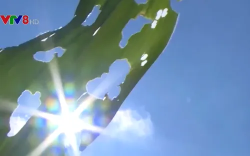 Gia Lai: Sâu keo mùa thu gây hại trên cây bắp