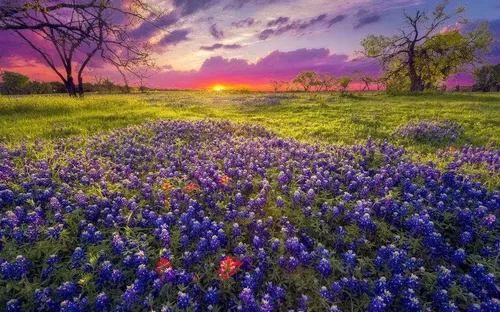 Ngất ngây, 10 cánh đồng hoa đẹp nhất thế giới