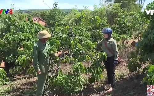 Gia Lai: Nhiều diện tích cây trồng bị khô hạn