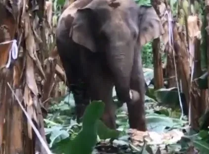 Voi rừng liên tục xuất hiện ở Đồng Nai