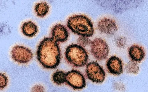 Tế bào miễn dịch chống cảm lạnh có thể có "bộ nhớ" đối phó SARS-CoV-2?