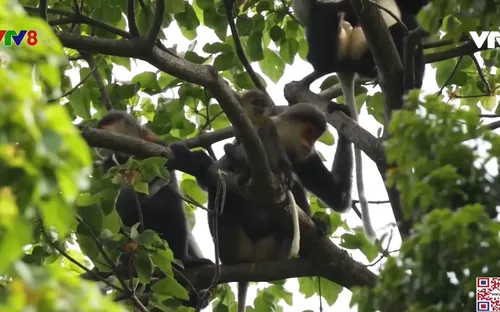 Cần bảo tồn đa dạng sinh học tại rừng Kon Plông