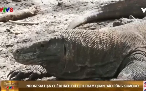 Indonesia hạn chế số khách du lịch tham quan đảo rồng Komodo