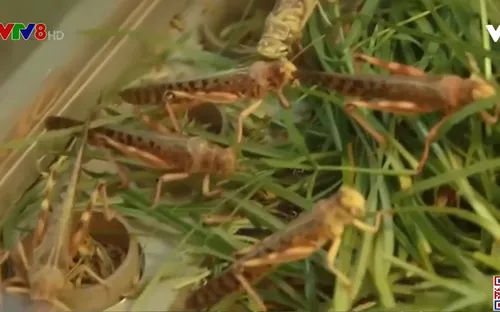 Vũ khí bí mật loại bỏ hàng tỷ con châu chấu phá hoại mùa màng