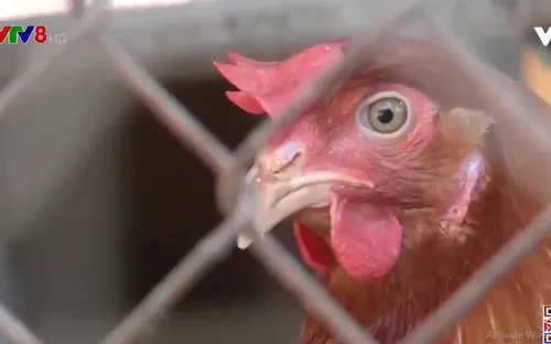 Thành phố  Buôn Ma Thuột công bố dịch cúm gia cầm H5N6