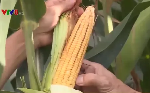 Phú Yên: Liên kết chuỗi sản xuất nâng cao thu nhập cho nông dân