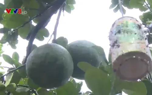 Đảng viên giúp nông dân canh tác nông nghiệp hữu cơ