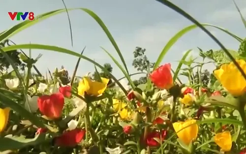 Điều kiện công nhận tỉnh hoàn thành nhiệm vụ xây dựng nông thôn mới