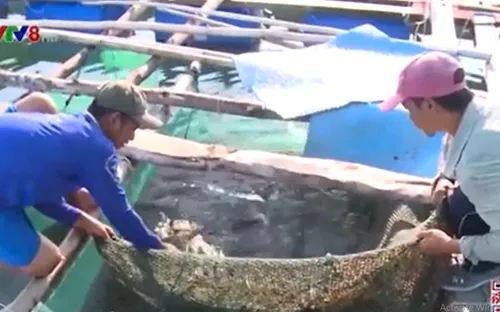 Nam Trung Bộ: Tôm hùm bông giảm giá nhưng vẫn khó bán