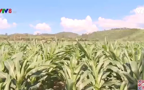 Cơ giới hóa trên cánh đồng lớn giúp nông dân tăng thu nhập