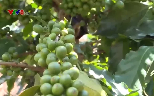 Kon Tum phát triển cây cà phê xứ lạnh