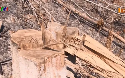 Lợi dụng chính sách giao đất trồng rừng để... phá rừng