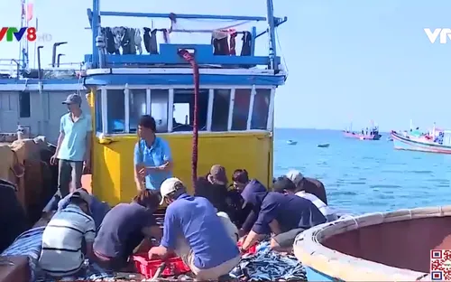 Ngư dân Lý Sơn ứng dụng khoa học kỹ thuật vào đánh bắt hải sản