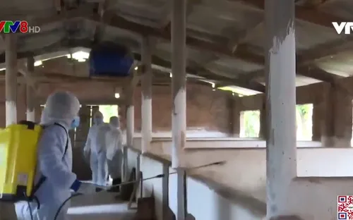 Kon Tum bùng phát dịch trên đàn gia súc