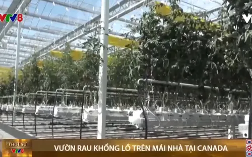 Canada khai trương vườn rau khổng lồ trên mái nhà