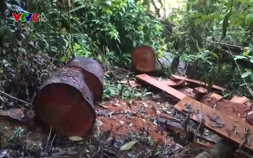 Liên tiếp xảy ra phá rừng tại huyện Bắc Trà My, tỉnh Quảng Nam