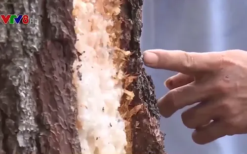 Cảnh báo tình trạng bóc trộm vỏ thông tại khu vực Bắc Trung bộ