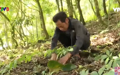 Báo động tình trạng trộm sâm Ngọc Linh tại Quảng Nam