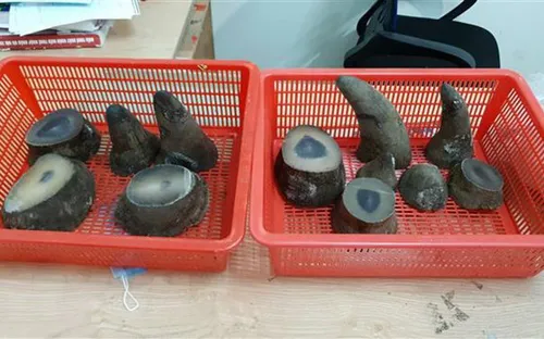 Tăng án phạt với "ông trùm" buôn lậu sừng tê giác từ 16 tháng lên 23 tháng tù