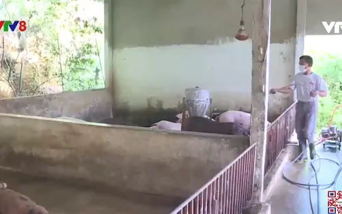 Nguy cơ tái bùng phát dịch tả lợn Châu Phi