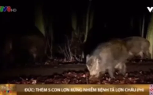 Đức xác nhận thêm 5 trường hợp lợn rừng nhiễm bệnh tả lợn châu Phi