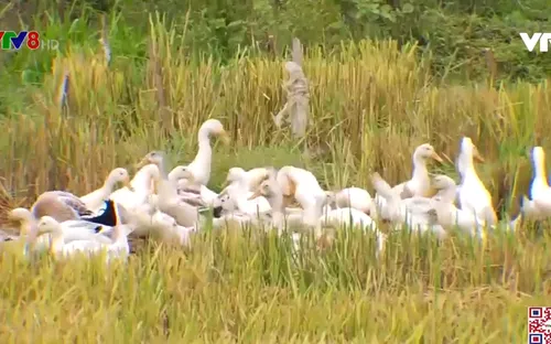 Nghệ An khống chế dịch cúm gia cầm H5N1