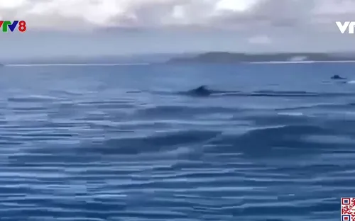 Xuất hiện đàn cá heo trăm con vùng biển Phú Yên